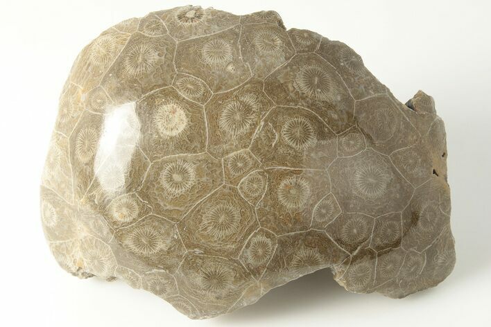 Polished Fossil Coral (Actinocyathus) Head - Morocco #202541